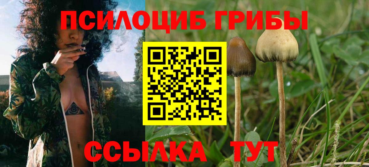 Галлюциногенные грибы Psilocybe Воткинск